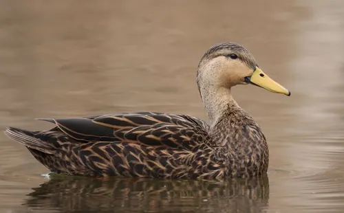 Mottled Duck (Anas fulvigula)