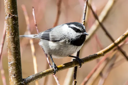Mountain Chickadee (Poecile gambeli)