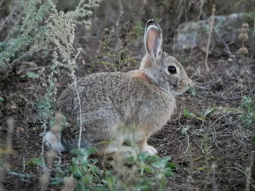 Mountain Cottontail