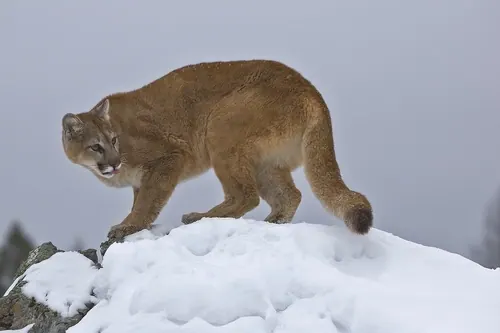 Mountain Lion