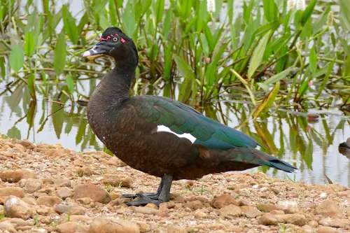 Muscovy Duck (Cairina moschata)