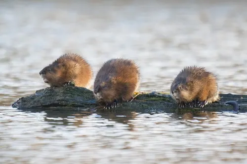Muskrat