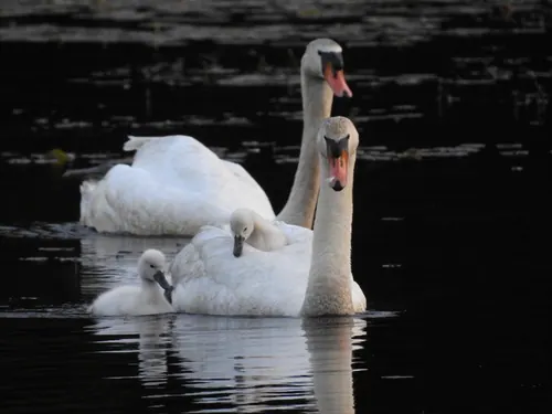 Mute Swan (Cygnus olor)