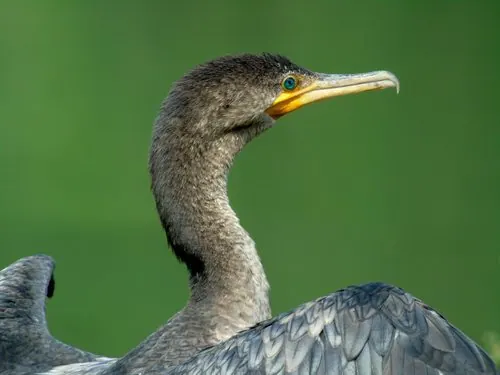 Neotropic Cormorant