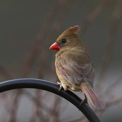 Northern Cardinal
