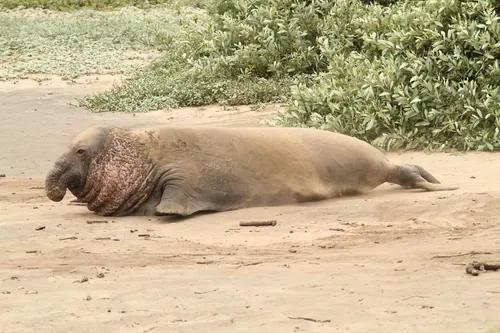 Northern Elephant Seal (Mirounga angustirostris)