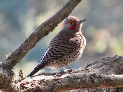 Northern Flicker (Colaptes auratus)