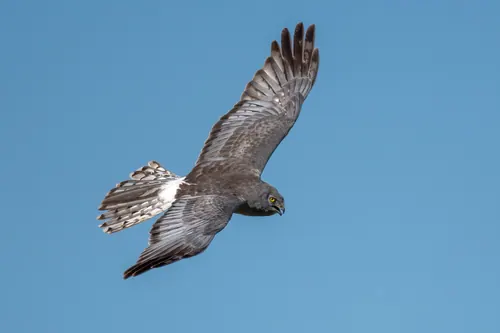 Northern Harrier