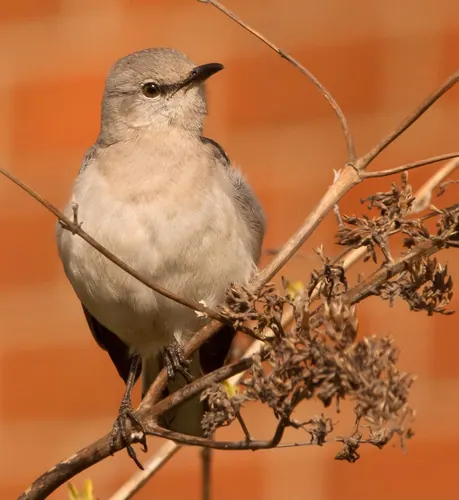 Northern Mockingbird