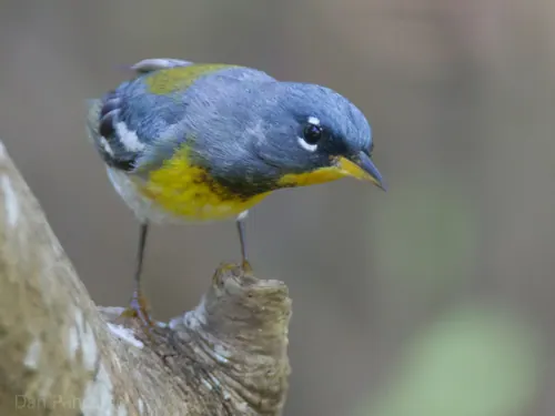 Northern Parula (Setophaga americana)