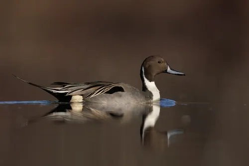 Northern Pintail (Anas acuta)