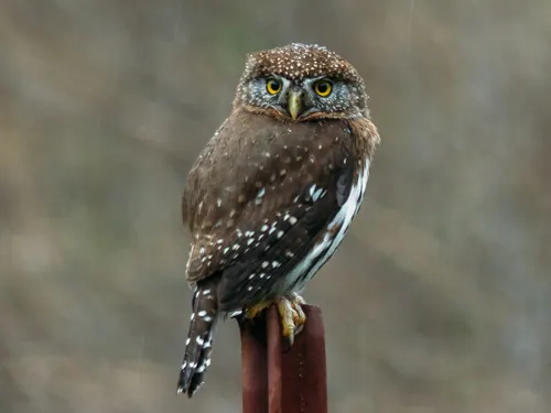 Northern Pygmy-Owl (Glaucidium gnoma)