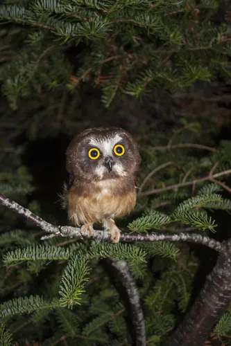 Northern Saw-whet Owl