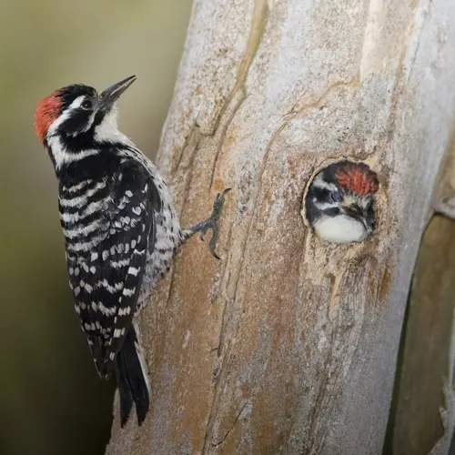 Nuttall's Woodpecker (Dryobates nuttallii)