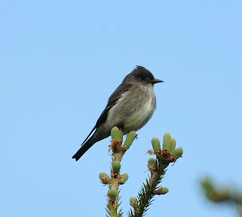 Olive-sided Flycatcher (Contopus cooperi)