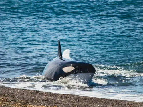 Orca (Orcinus orca)