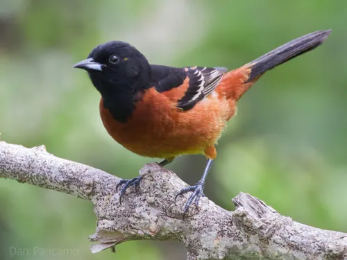 Orchard Oriole (Icterus spurius)