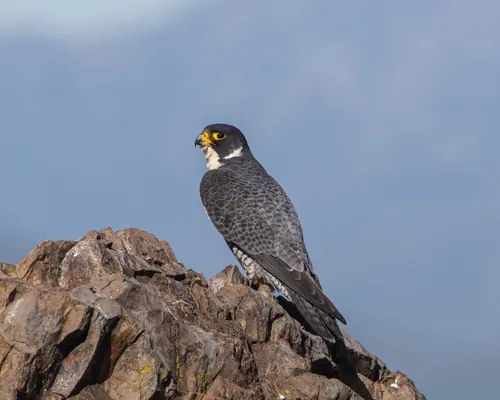 Peregrine Falcon