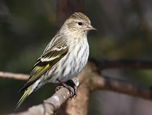 Pine Siskin (Spinus pinus)