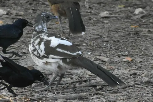 Plain Chachalaca (Ortalis vetula)