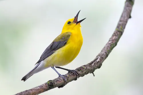 Prothonotary Warbler (Protonotaria citrea)