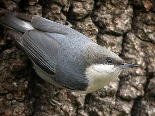 Pygmy Nuthatch (Sitta pygmaea)