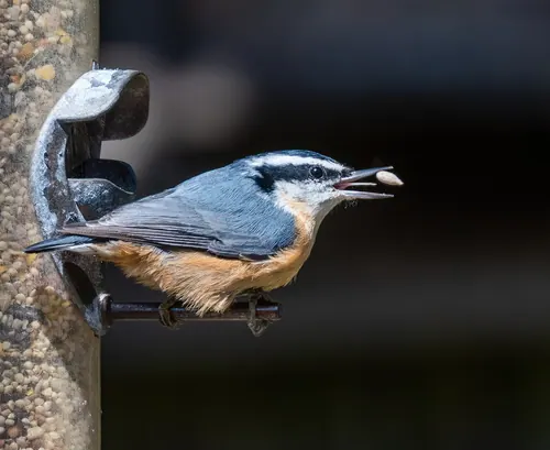 Red-breasted Nuthatch (Sitta canadensis)