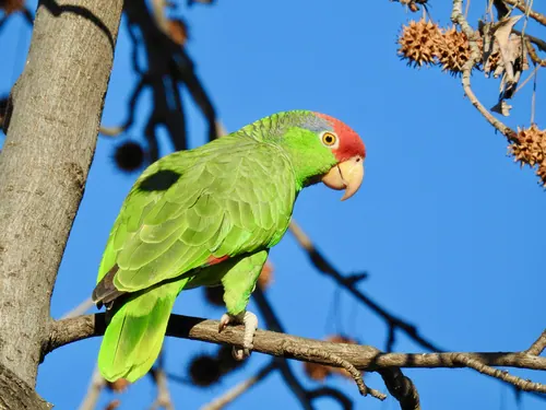 Red-crowned Amazon (Amazona viridigenalis)