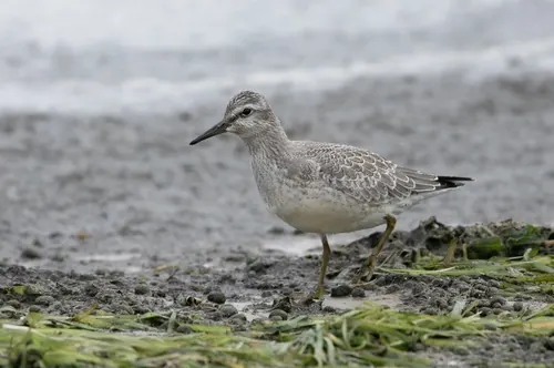 Red Knot (Calidris canutus)