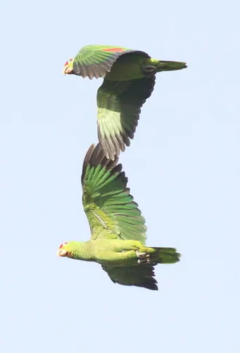 Red-lored Amazon (Amazona autumnalis)