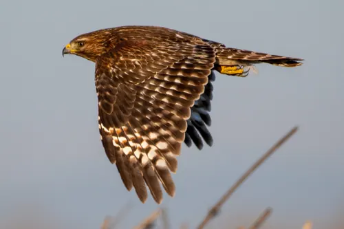Red-shouldered Hawk (Buteo lineatus)