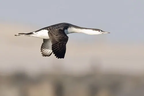 Red-throated Loon