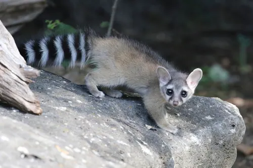 Ringtail (Bassariscus astutus)