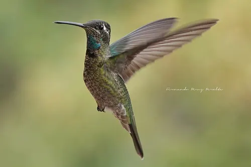 Rivoli's Hummingbird (Eugenes fulgens)