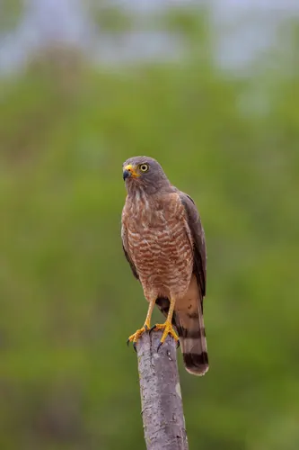 Roadside Hawk (Rupornis magnirostris)