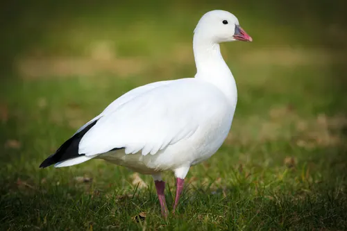 Ross's Goose (Anser rossii)