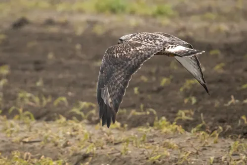 Rough-legged Hawk (Buteo lagopus)