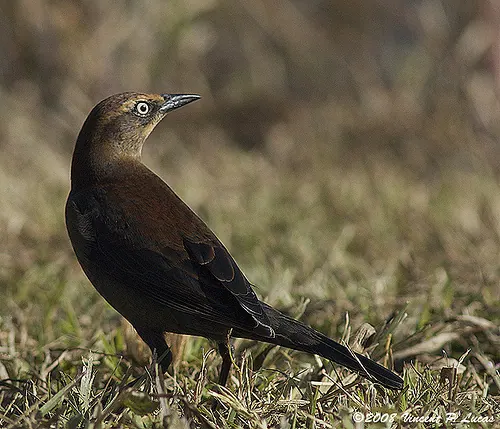 Rusty Blackbird (Euphagus carolinus)