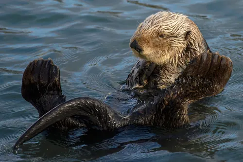 Sea Otter