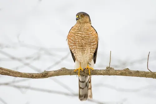 Sharp-shinned Hawk (Accipiter striatus)