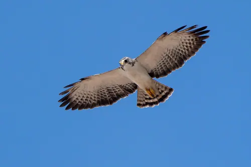 Short-tailed Hawk (Buteo brachyurus)