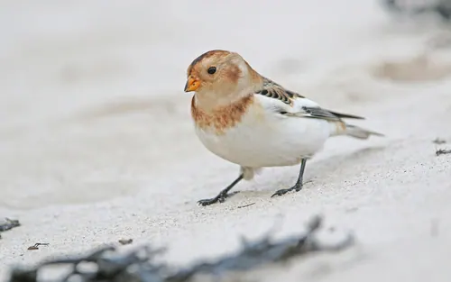 Snow Bunting (Plectrophenax nivalis)