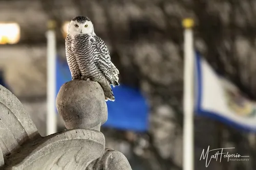 Snowy Owl