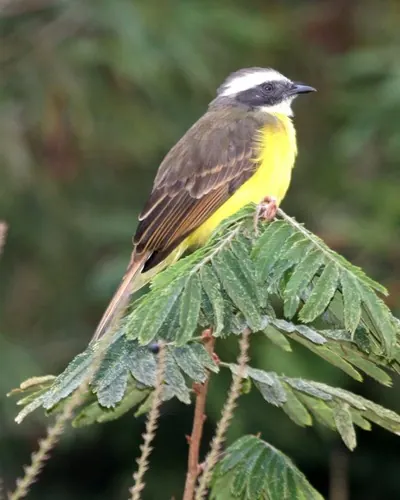 Social Flycatcher (Myiozetetes similis)