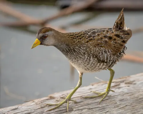 Sora (Porzana carolina)