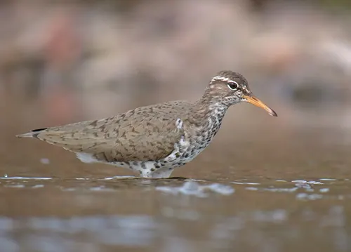 Spotted Sandpiper