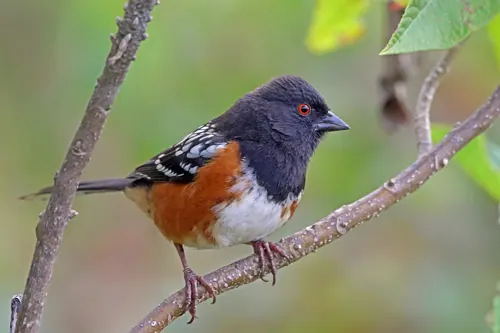 Spotted Towhee (Pipilo maculatus)