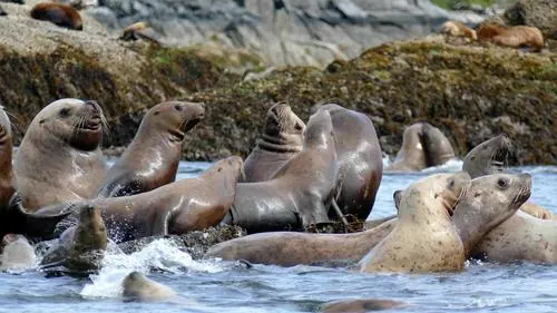 Steller Sea Lion (Eumetopias jubatus)