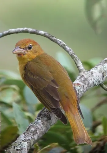 Summer Tanager (Piranga rubra)
