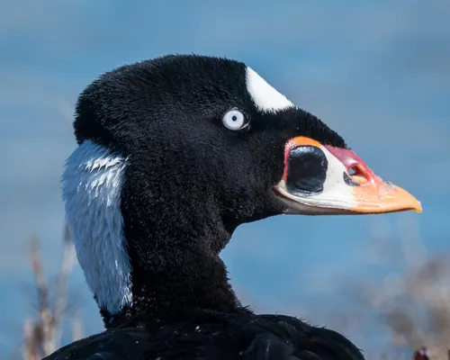 Surf Scoter (Melanitta perspicillata)